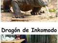 Diferentes tipos de dragón - para mas chistes: Click aqui
