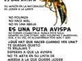 Es una avispa - para mas chistes: Click aqui