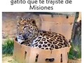 ¿Seguro que era un gatito? - para mas chistes: Click aqui