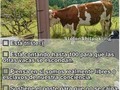 ¿Qué hace la vaca? - para mas chistes: Click aqui