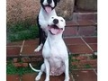 Pequeño pero matón - para mas chistes: Click aqui