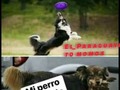 Ese es el frisbee que utiliza - para mas chistes: Click aqui