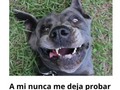 Las imágenes más locas de animales - para mas chistes: Click aqui