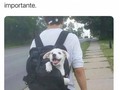 Lo único importante - para mas chistes: Click aqui