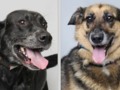 Dog best friends at Young-Williams Animal Village seek home where they can be together