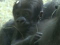 Zoo Knoxville is officially on gorilla baby watch!