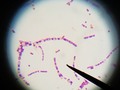 This is a Gram stain that is supposed to be S. epidermidis. Question : are those endospores? #bacteria #BACTERIAID