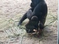 Also, here is a baby gorilla.