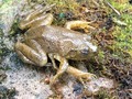 Here is a rare find: a seven legged frog in Tennessee. #Biology #frog #scicomm #ScienceTwitter