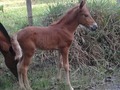 Que les parece esta hermosura #AMORPORLOSANIMALES