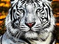 Como el tigre asecha a su presa, así nosotros asechamos nuestros sueños... #thelatinboys  #MICHANYREYMAN