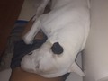 mi pequeño hijo perruno