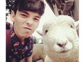 #Insta #animal #my #best #selfie #sheep #guy #farm