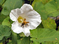 bee on flower_DSC5172 (Large)