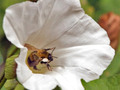 bee on flower_DSC5178 (Large)