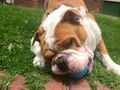 El babas jugando... #kevin #bulldog #bulldogingles #sunday #domingo