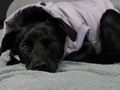 Kaira hoy estuvo muy diva y solo se deja sacar fotos sobre mi cama, aunque le estaba ganando el sueño...