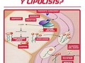 Lipogénesis y lipólisis👏🤷‍♂ La lipogénesis es un proceso por el que se sintetizan ácidos grasos de novo, que posteriormente serán reesterificados junto con moléculas de glicerol-fosfato para formar triglicéridos. La síntesis de ácidos grasos requiere una fuente citosólica de acetil-CoA y NADPH, que actúan como factores limitantes. El acetil-CoA procede fundamentalmente de acetato y de glucosa y el poder reductor (NADPH) de las rutas metabólicas catalizadas por la enzima málica 😲y la glucosa-6P-deshidrogenasa La acetil-CoA carboxilasa (enzima limitante) y la ácido graso sintasa son dos enzimas clave en la síntesis de ácidos grasos. Las cuatro enzimas lipogénicas mencionadas son Susceptibles de regulación nutricional y hormonal. En los periodos de ayuno, existen elevadas concentraciones de ácidos grasos circulantes, merced a una lipólisis aumentada, que inhiben la biosíntesis lipídica. Esta situación metabólica está mediada por las modificaciones que se producen en las concentraciones plasmáticas de insulina, glucagón y T3, que responden al estado alimentario. Así, mientras que la insulina y la T3 estimulan la lipogénesis, el glucagón la inhibe.👊 Los ácidos grasos que van a formar parte de la molécula de triglicérido también pueden provenir de la hidrólisis que lleva a cabo la lipoproteína lipasa (LPL) en los triglicéridos que viajan en sangre en forma de lipoproteínas (quilomicrones y VLDL) La actividad de esta enzima,que se sitúa en el endotelio capilar de las células, varía en función de la necesidad energética de los tejidos en los que se expresa. 😎  La lipólisis permite la movilización de los triglicéridos desde el tejido adiposo, para su posterior utilización por parte de los diversos órganos y tejidos de la economía corporal. la lipogénesis y la actividad de la lipoproteína lipasa e inhibe la lipólisis. Las ca actúan fundamentalmente sobre la lipólisis, activándola o inhibiéndola, dependiendo de sus concentraciones, y la adenosina y la prostaglandina E actúan inhibiendo la lipólisis. 🔥🔥🔥🔥🔥🙂✌ . 😎 Miproteina tu mejor aliado 💪 👇👇👇👇👇👇👇 . INFO: 📲 301-345-7372 - 300-661-4971  #salud #mundofit #fitnees #musculo #masamuscular #tips
