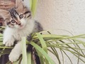 Jagger el príncipe de casa .👑