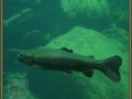 Taylor Creek Trout