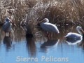 Sierra Pelicans