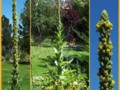 Weird Plant Collage 02