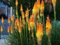 TorchLilies01