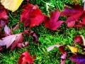 Colorado Fall Colours 09