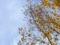 Colorado Fall Colours 03