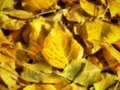 Colorado Fall Colours 04