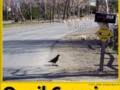 Quail Crossing