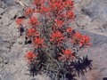 High desert - Indian Paintbrush