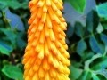 torch lily 07