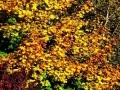 Sierra Fall Colours 04