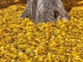 Colorado Fall Colours 05