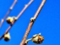 Nipped Bud