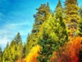 Sierra Fall Colours 03