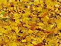 Colorado Fall Colours01