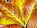Colorado Fall Colours 07