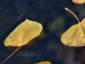 Sierra Fall Colours 02