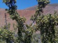 High desert - mesquite blooming.