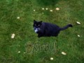 Boots in her Fairy Ring