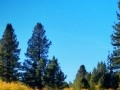 Sierra Fall Colours 07