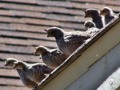 Quail School