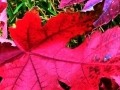 Colorado Fall Colours 08