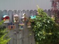 New Bird City attacked by Creeper! Residents of New Bird City awoke this morning to find themselves cut off from the fortress and their city invaded by the Virginia Creeper. Even their rocket ship was being strangled by this invader!