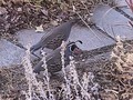 Quail couple out for morning stroll.