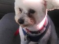 My "Fuzzy Buddy" spent the morning with the nice ladies at the Fuzzy Paws doggie day spa. Shampoo, massage, and haircut, doesn't he look handsome! :-D