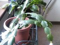 Grandma's Christmas cactus and African violets blooming for the holiday season.