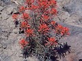 High desert - Indian Paintbrush